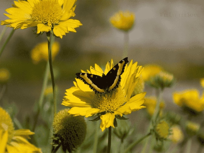 吴奇隆可以试管吗,新疆佳音医院试管套餐